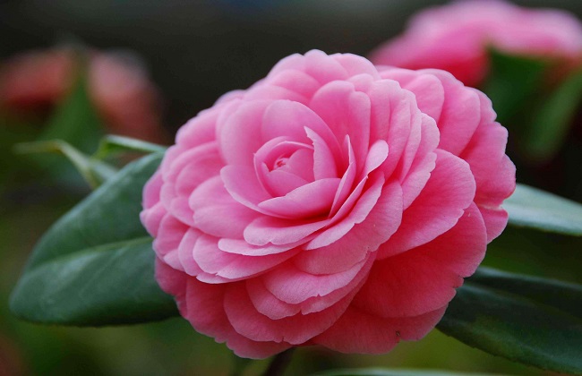 茶花