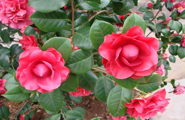 茶花