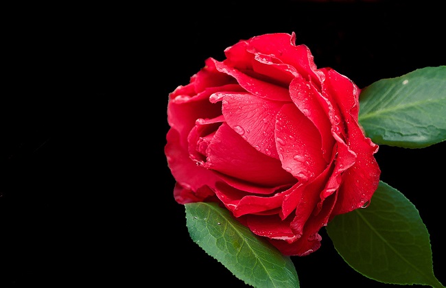 茶花
