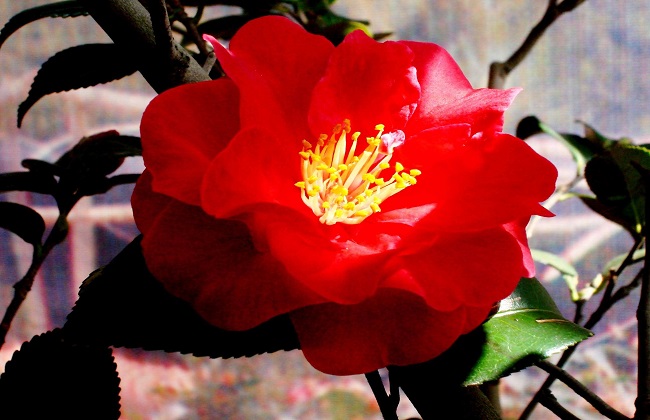 茶花