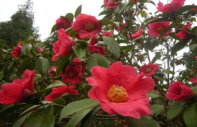 茶花