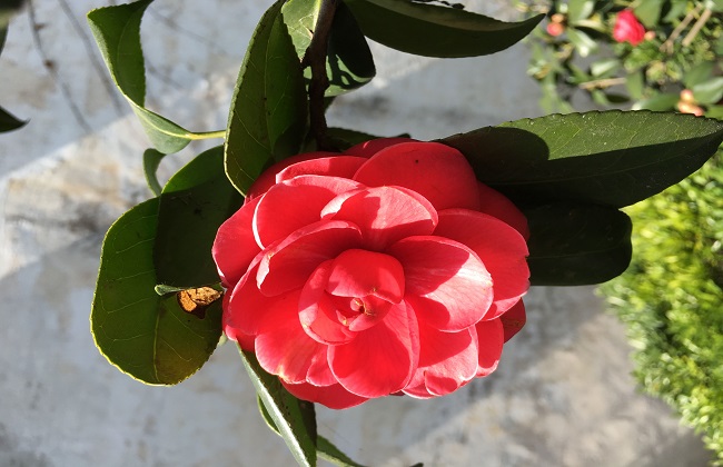 茶花