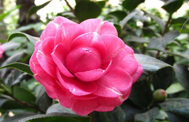 茶花