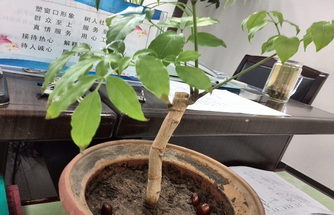 辛福树