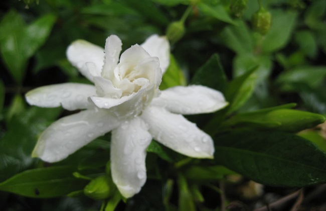 栀子花