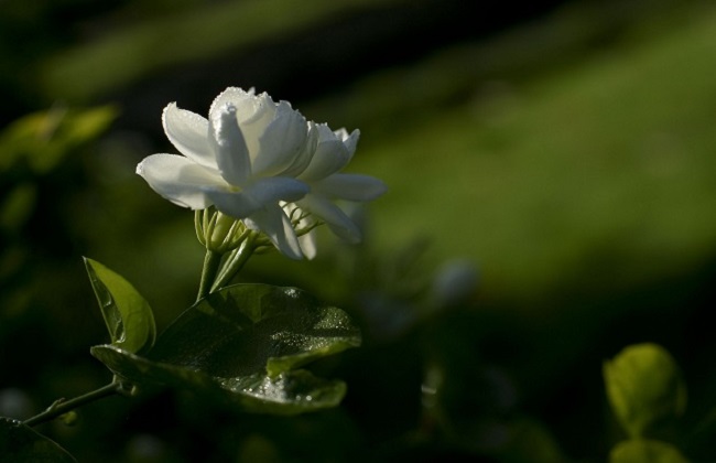 茉莉花