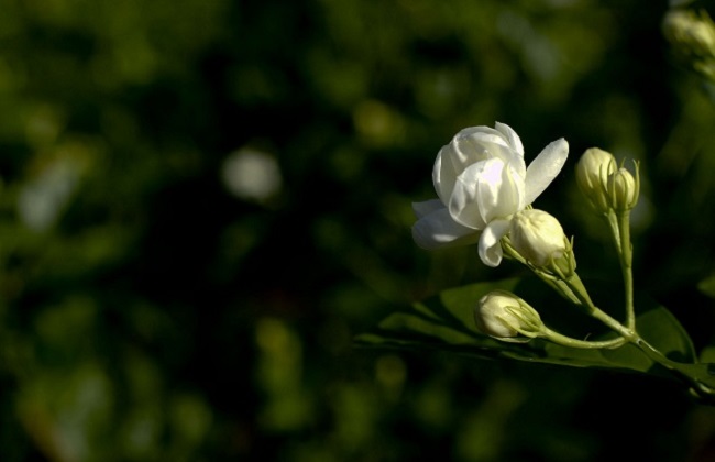 茉莉花