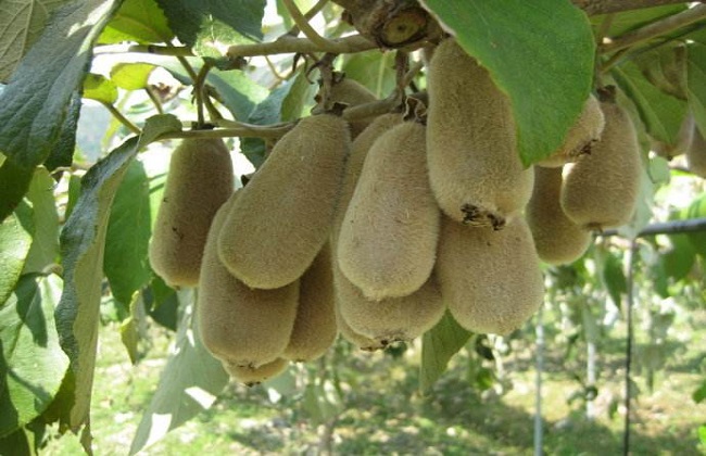 2018种植什么水果最赚钱