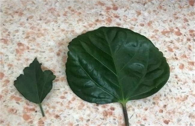 木槿叶和扶桑叶