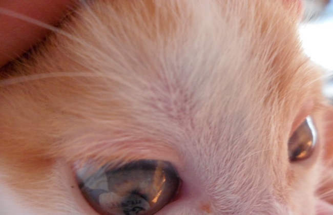猫癣