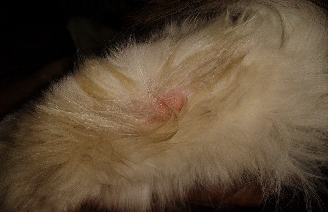 猫癣