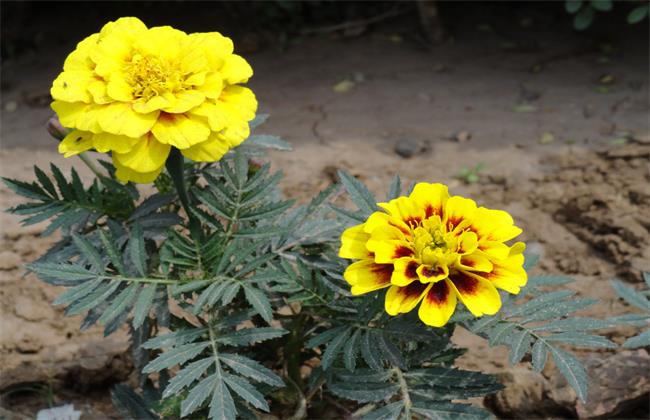 孔雀草