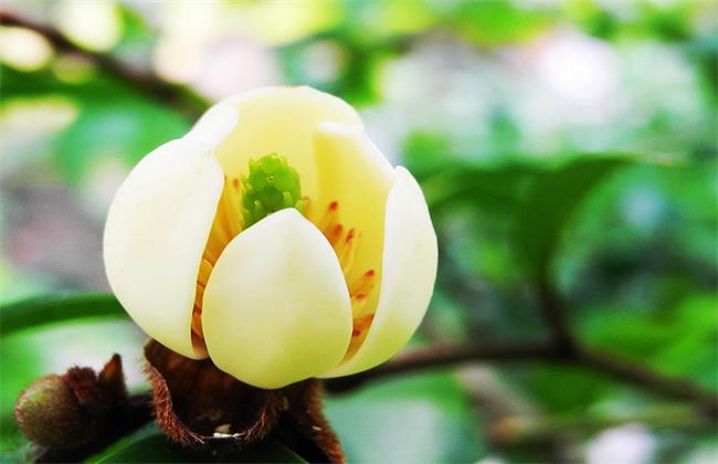 含笑花
