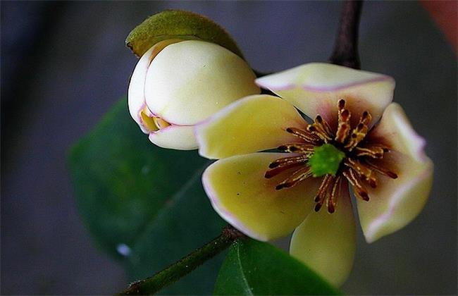 含笑花