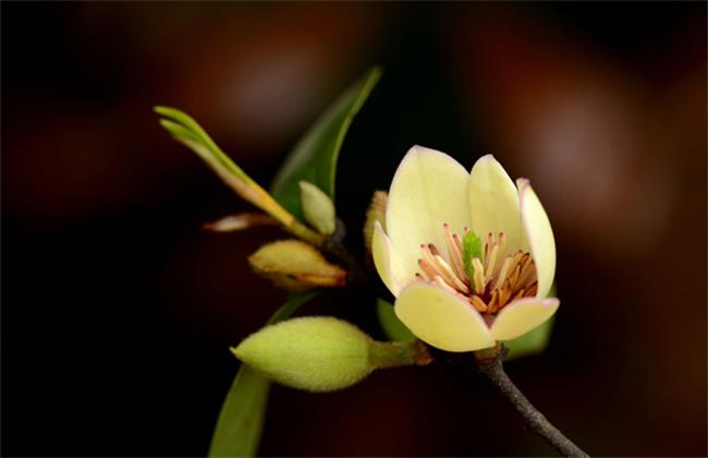 含笑花