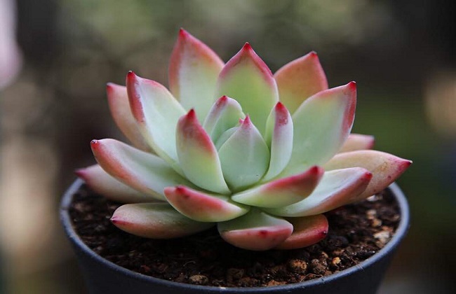 多肉植物