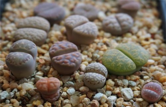 生石花