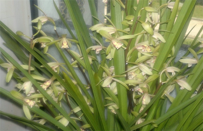 兰花