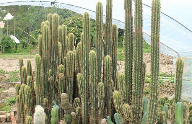 仙人柱