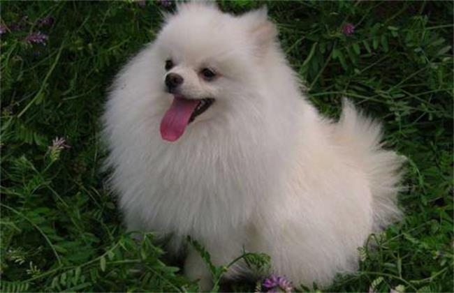 博美犬多少钱一只
