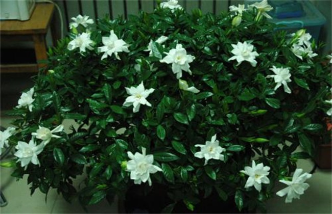 栀子花养殖方法和注意事项