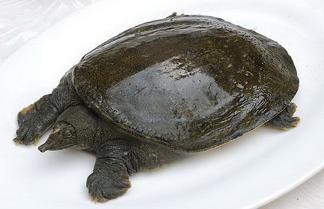 野生甲鱼