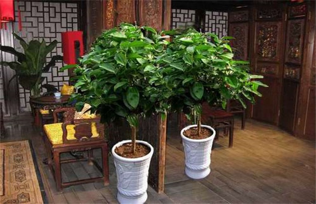 平安树