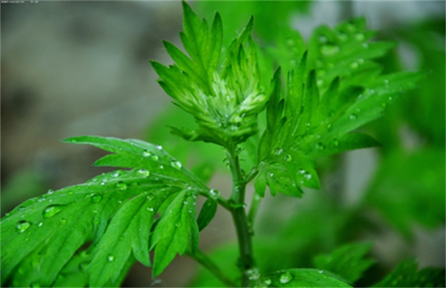 艾草