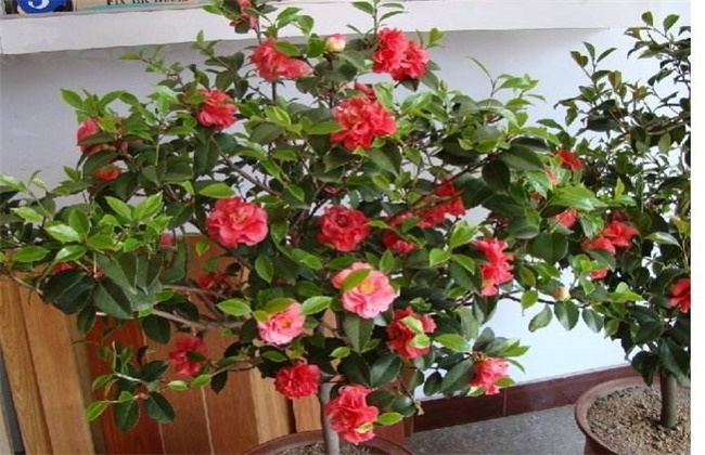 茶花