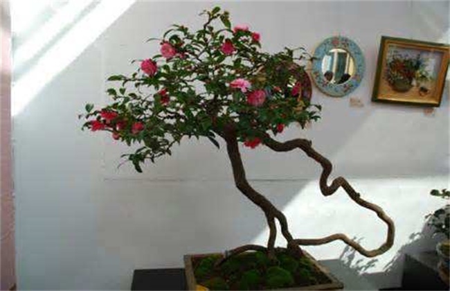 茶花
