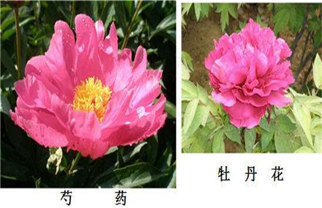 牡丹和芍药的区别