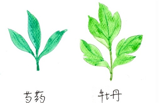 牡丹和芍药的区别