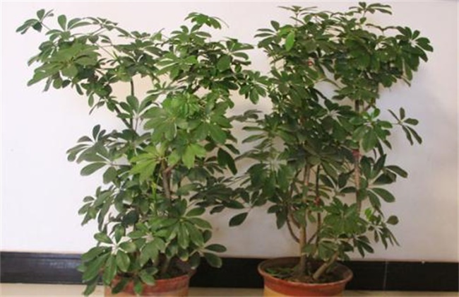 牡丹和芍药的区别