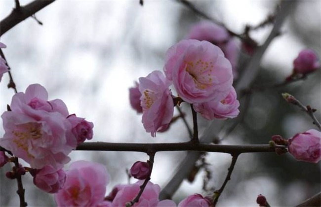 梅花和桃花的区别