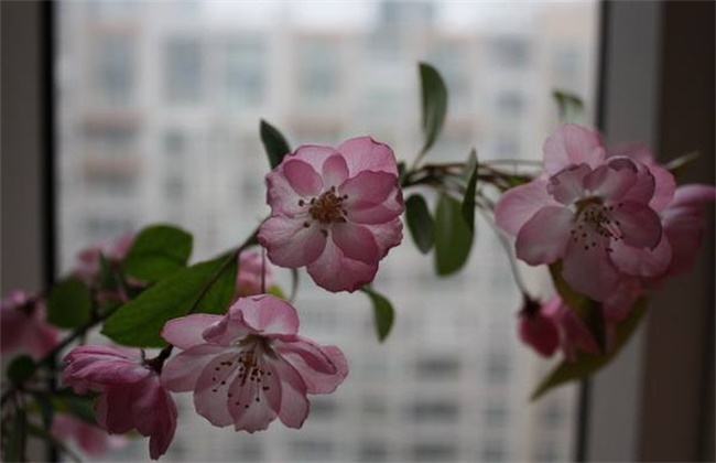 梅花和桃花的区别