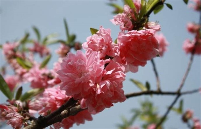梅花和桃花的区别