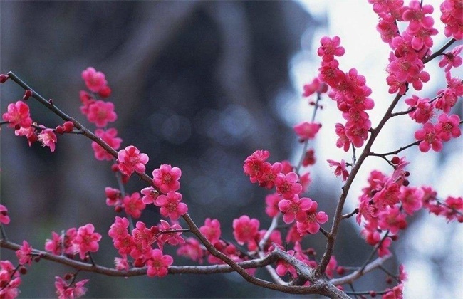 梅花和桃花的区别