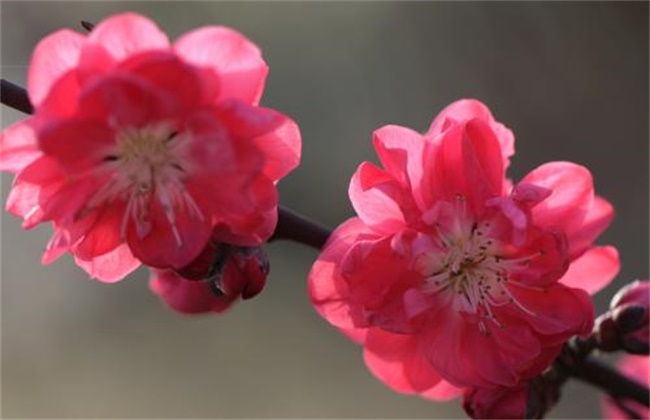 梅花和桃花的区别