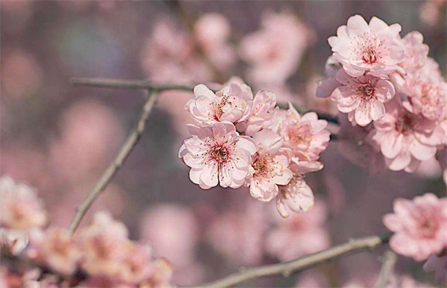 梅花和桃花的区别