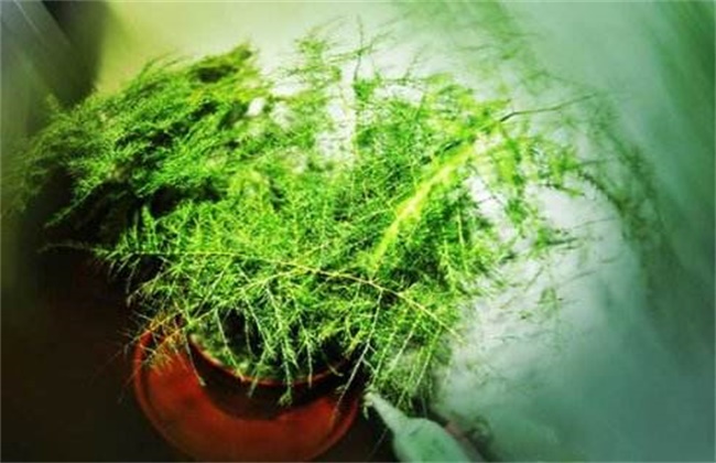 文竹的养殖方法和注意事项