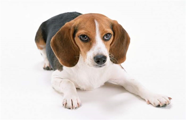 比格犬多少钱一只