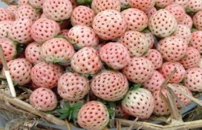 菠萝莓的功效和作用