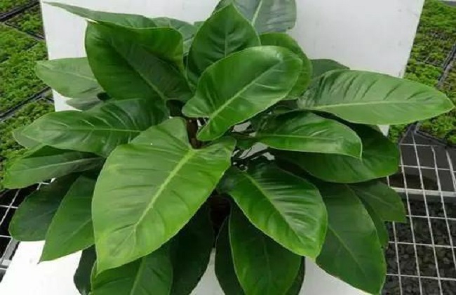 黄金葛