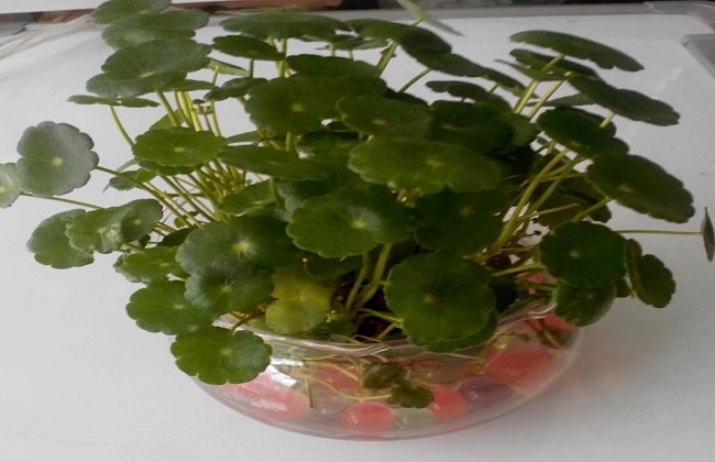 铜钱草