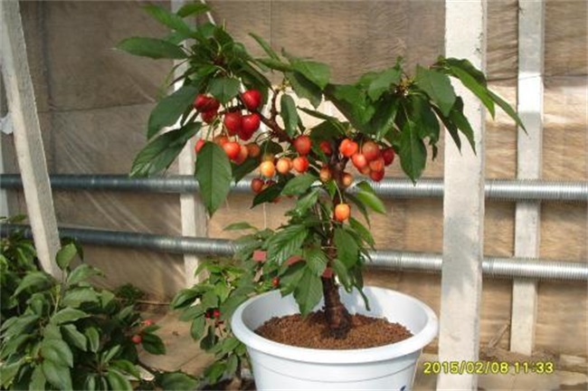 樱桃的盆栽种植方法