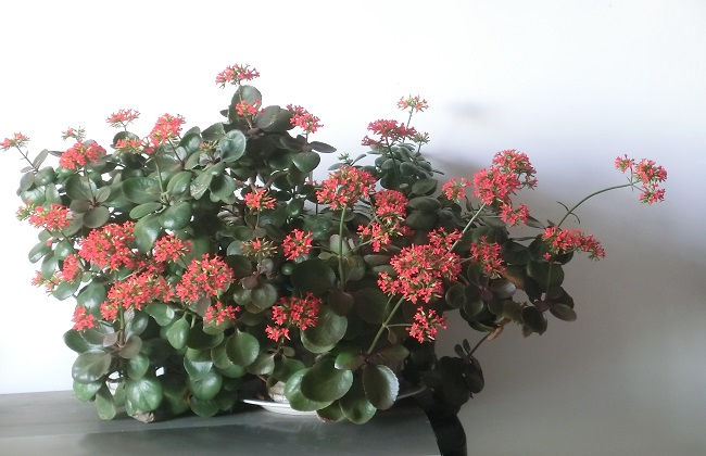长寿花