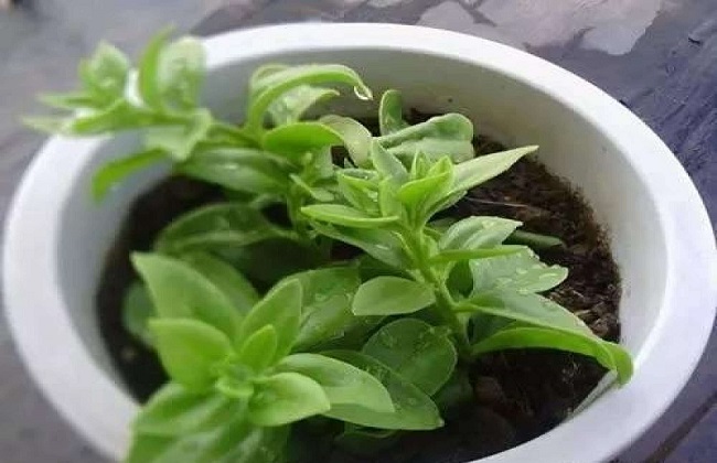长寿花