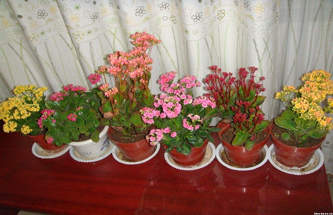 长寿花