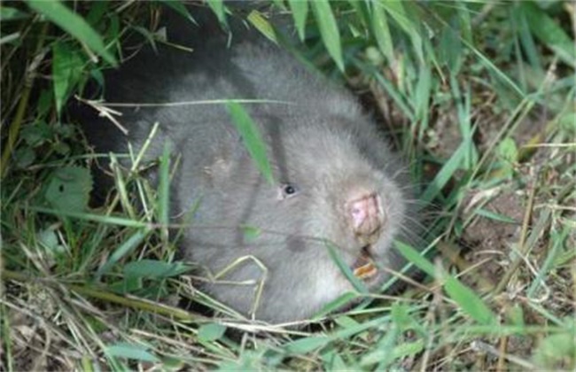 竹鼠养殖