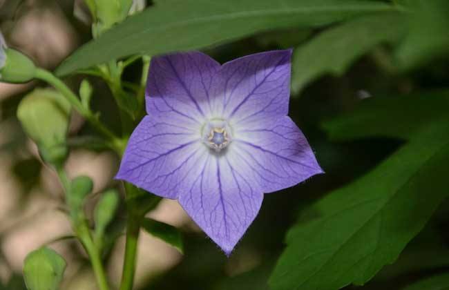 2018种植桔梗赚钱吗